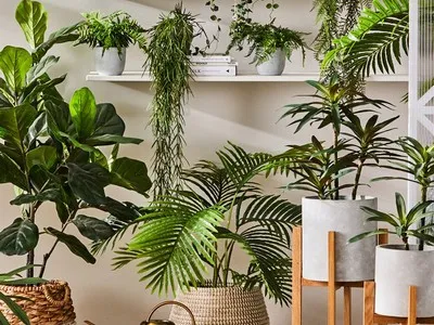 Outdoor/ Plants
